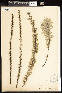 Salix humilis var. tristis image