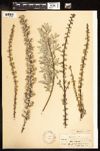 Salix humilis var. tristis image
