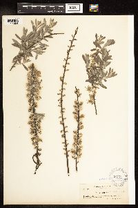 Salix humilis var. tristis image