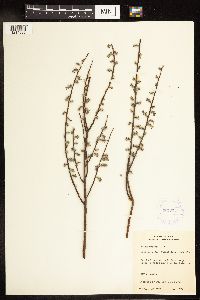 Salix humilis var. tristis image