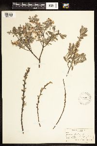 Salix humilis var. tristis image