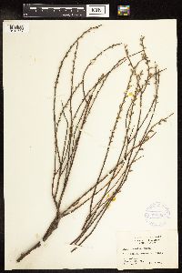 Salix humilis var. tristis image