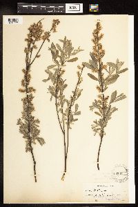 Salix humilis var. tristis image