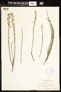 Salix humilis var. tristis image