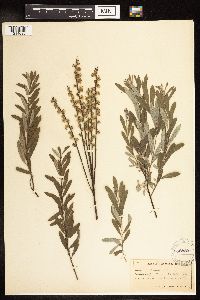 Salix humilis var. tristis image