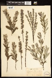 Salix humilis var. tristis image