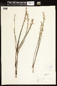 Salix humilis var. tristis image