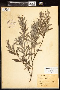 Salix humilis var. tristis image