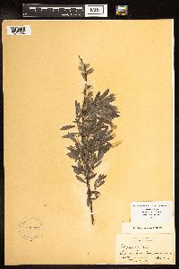 Salix humilis var. tristis image