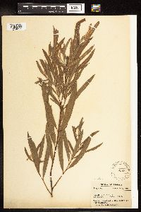 Salix interior image