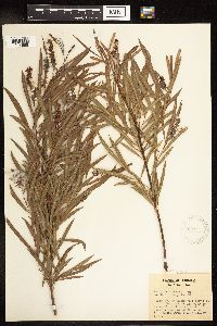 Salix interior image