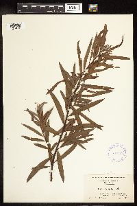 Salix interior image