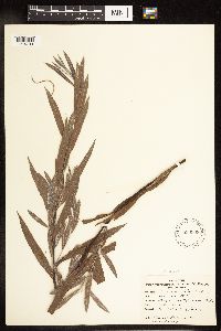 Salix interior image