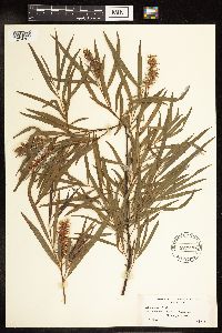 Salix interior image