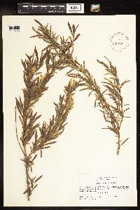 Salix interior image