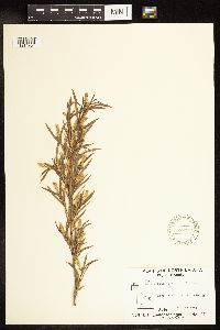 Salix interior image