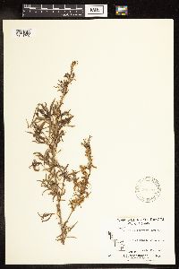 Salix interior image