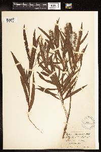 Salix interior image