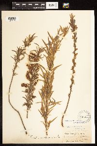 Salix interior image