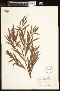 Salix interior image