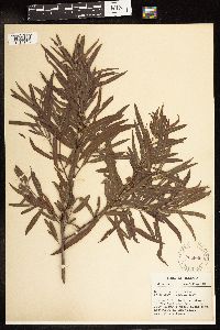 Salix interior image