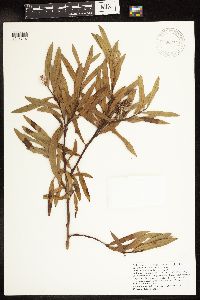 Salix interior image