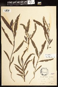 Salix interior image