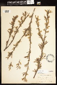 Salix interior image