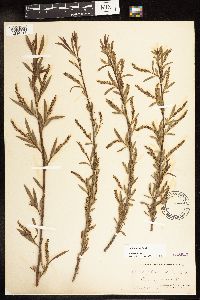 Salix interior image