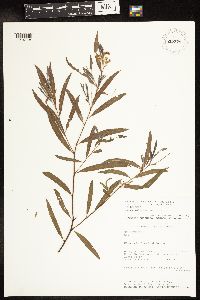 Salix interior image