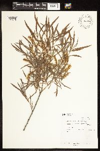 Salix interior image