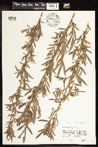 Salix interior image