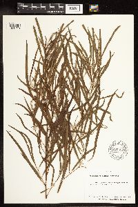 Salix interior image