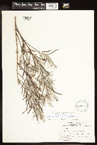 Salix interior image