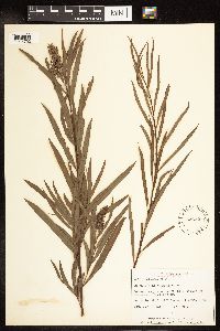 Salix interior image