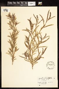 Salix interior image