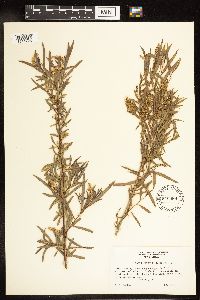 Salix interior image