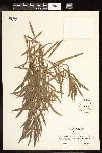 Salix interior image