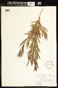 Salix interior image