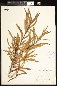 Salix interior image