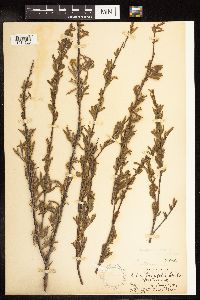 Salix interior image