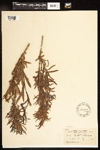 Salix interior image