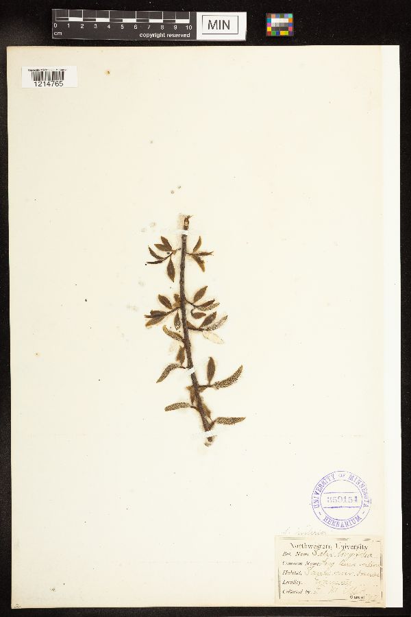 Salix interior image