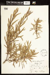 Salix interior image