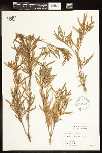 Salix interior image