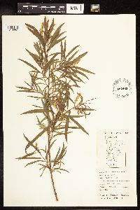 Salix interior image