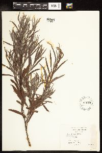 Salix interior image