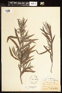 Salix interior image