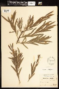 Salix interior image