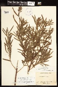 Salix interior image